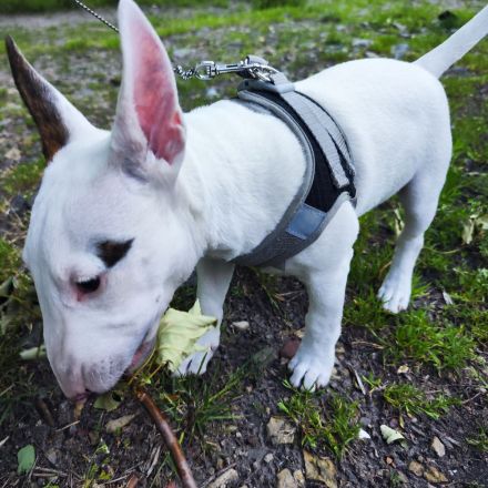 Miniatur Bullterrier Rüde  – 1 Jahr jung – sucht 5-Sterne-Zuhause