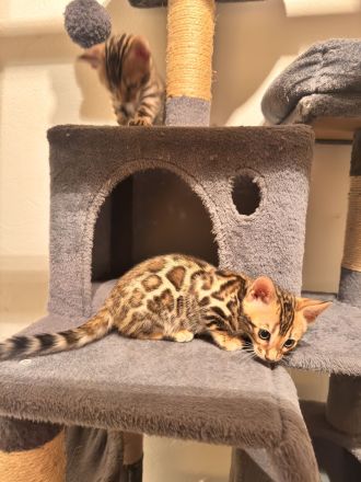 Bengal Kitten mit Papiere