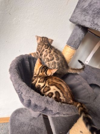 Bengal Kitten mit Papiere