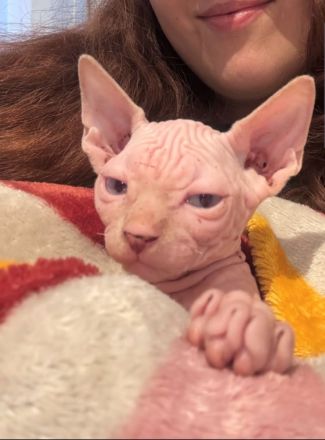 Liebevolle Sphynx-Katze sucht neues Zuhause.