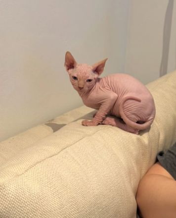 Liebevolle Sphynx-Katze sucht neues Zuhause.