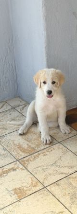 🐾 Maja auf der Suche nach ihrem Für-immer-Zuhause!