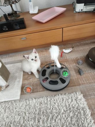 Kitten fast 3 Monate alt. ( M )