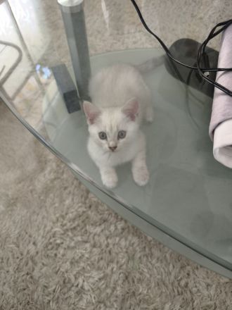Kitten fast 3 Monate alt. ( M )