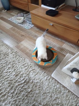 Kitten fast 3 Monate alt. ( M )