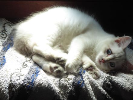 Sibirisches Kitten mit Stammbaum
