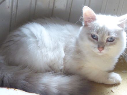 Sibirische und Neva Masquarade Kitten mit Stammbaum