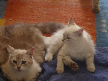 Sibirische und Neva Masquarade Kitten mit Stammbaum