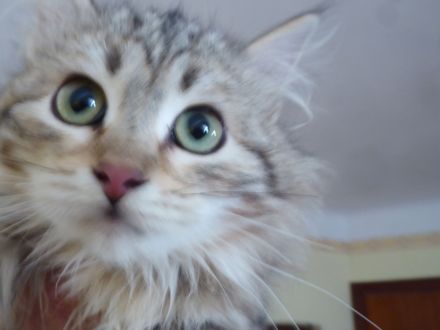 Sibirische und Neva Masquarade Kitten mit Stammbaum