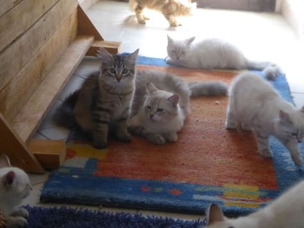 Sibirische und Neva Masquarade Kitten mit Stammbaum