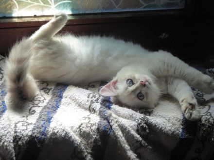 Sibirisches Kitten mit Stammbaum