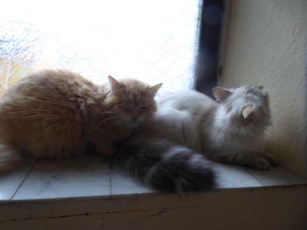 Sibirische Jungkater mit Stammbaum
