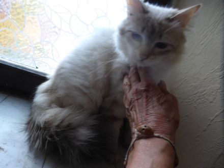 Sibirische Jungkater mit Stammbaum