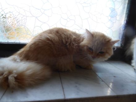Sibirische Jungkater mit Stammbaum