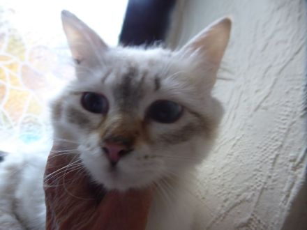 Sibirische Jungkater mit Stammbaum