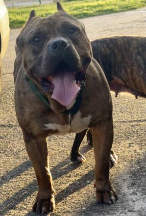 American Bully XL Welpen Abgabebereit