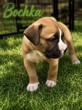 American Bully XL OEB Welpen aus Top Verpaarung
