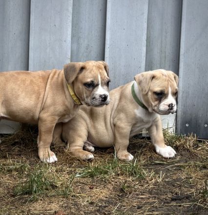 American Bully XL Welpen Abgabebereit