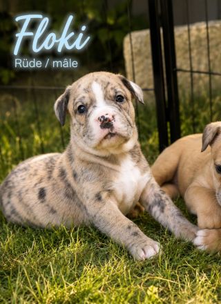 American Bully XL OEB Welpen aus Top Verpaarung