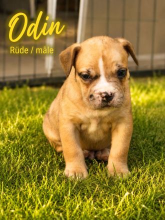 American Bully XL OEB Welpen aus Top Verpaarung