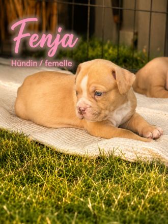 American Bully XL OEB Welpen aus Top Verpaarung