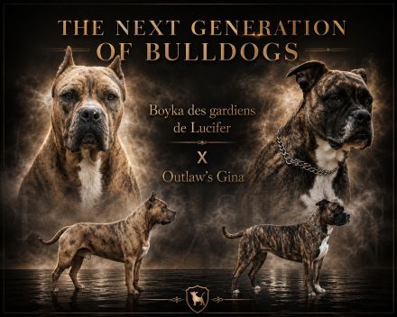 American Bully XL OEB Welpen aus Top Verpaarung