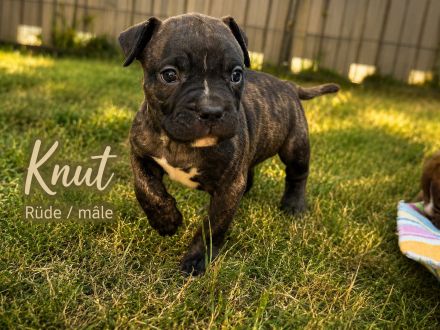 American Bully XL OEB Welpen aus Top Verpaarung
