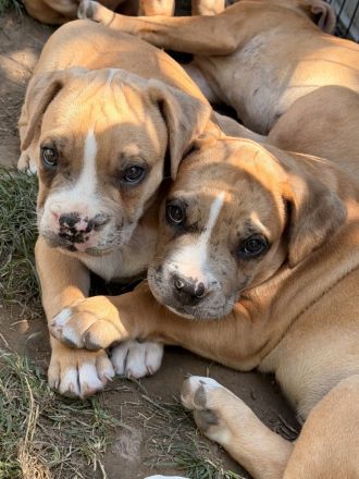 American Bully XL Welpen Abgabebereit