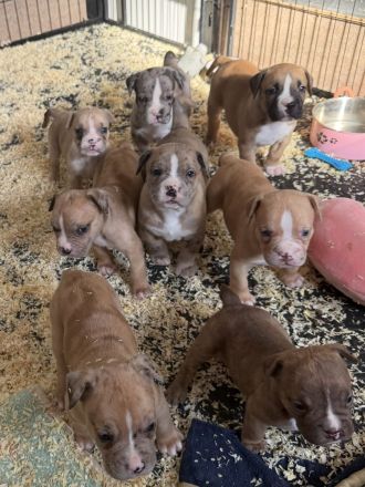 American Bully XL OEB Welpen aus Top Verpaarung