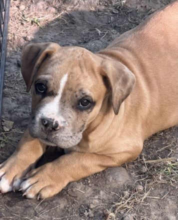 American Bully XL Welpen Abgabebereit