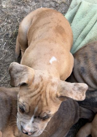 American Bully XL Welpen Abgabebereit