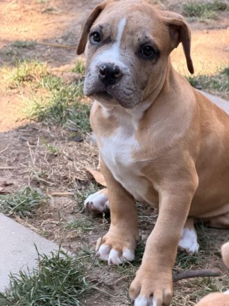 American Bully XL Welpen Abgabebereit