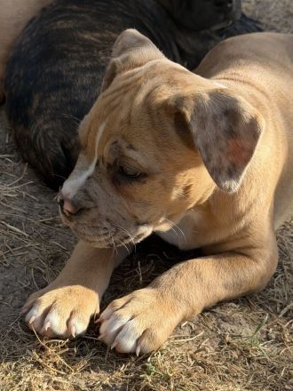 American Bully XL Welpen Abgabebereit