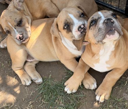 American Bully XL Welpen Abgabebereit