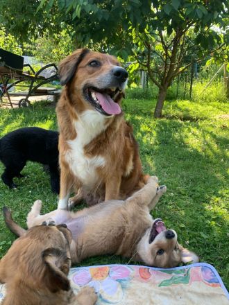 Border Collie/Australien Shepard x Golden Retriever Welpen in liebevolle Hände abzugeben