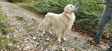 Border Collie/Australien Shepard x Golden Retriever Welpen in liebevolle Hände abzugeben
