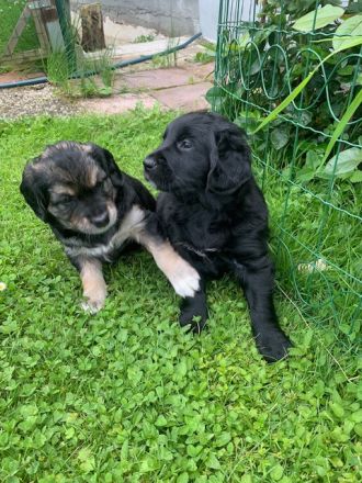 Border Collie/Australien Shepard x Golden Retriever Welpen in liebevolle Hände abzugeben