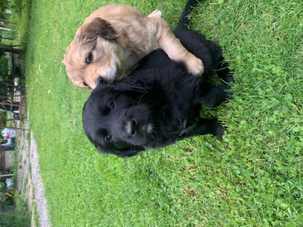 Border Collie/Australien Shepard x Golden Retriever Welpen in liebevolle Hände abzugeben