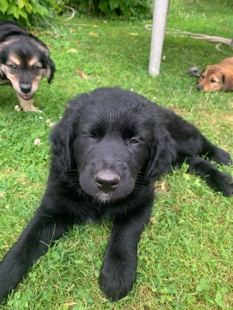 Border Collie/Australien Shepard x Golden Retriever Welpen in liebevolle Hände abzugeben