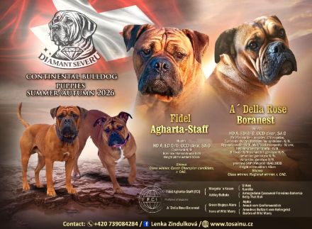 Continental Bulldog FCI - HD A - Reservierung August/September