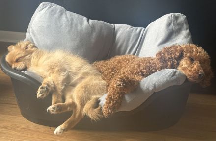 Junges Pomchi Peki Mix Mädchen sucht ihr Körbchen