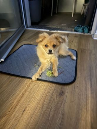 Junges Pomchi Peki Mix Mädchen sucht ihr Körbchen