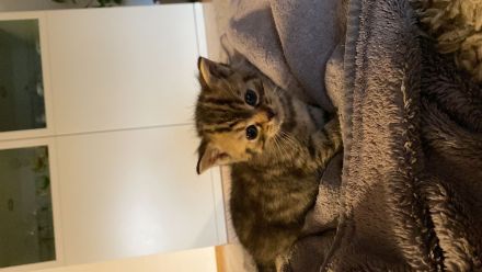 4 traumhafte Bkh-Kater suchen dich