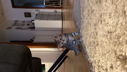 4 traumhafte Bkh-Kater suchen dich