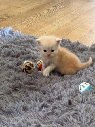 4 traumhafte Bkh-Kater suchen dich