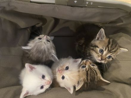 4 traumhafte Bkh-Kater suchen dich