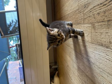 4 traumhafte Bkh-Kater suchen dich