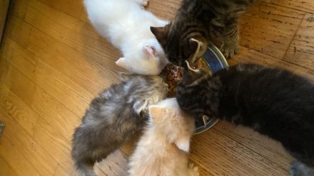 4 traumhafte Bkh-Kater suchen dich