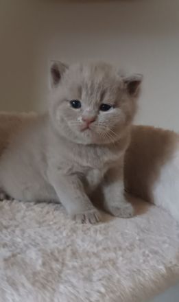 Noch 3 Süße Bkh Kitten