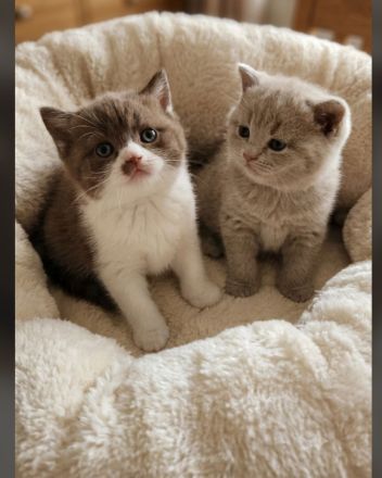 Noch 3 Süße Bkh Kitten